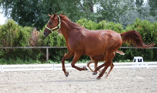 Vackert Sto Med Föl Som Kör Tillsammans Sandstranden Dressyr Marken — Stockfoto