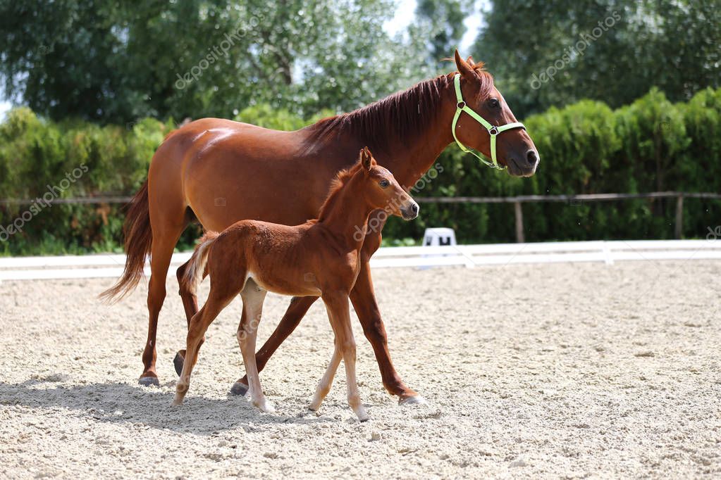 Beautiful mare and foal running together on sandy dressage ground at animal far