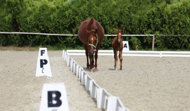 Purebred mare and her few weeks old filly galloping at riding center on the sandy field clipart