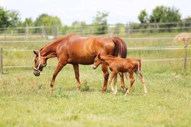Safkan kısrak ve onun birkaç haftalık kısrağı yaz çiçeklenme mera pastoral resimde dörtnala
