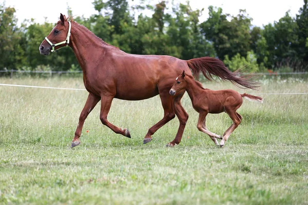 Hermosa Yegua Potro Corriendo Juntos Prado Verano Flores — Foto de Stock