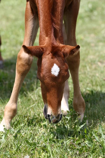 Gyönyörű Colt Legelnek Nyári Réten Virág — Stock Fotó