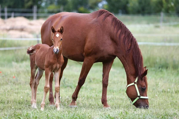 Beautiful Mare Foal Grazing Together Summer Meadow Flower — Stock Photo, Image