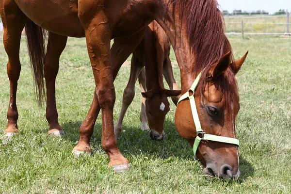 Mooie Merrie Veulen Begrazing Samen Zomer Weide Van Bloem — Stockfoto