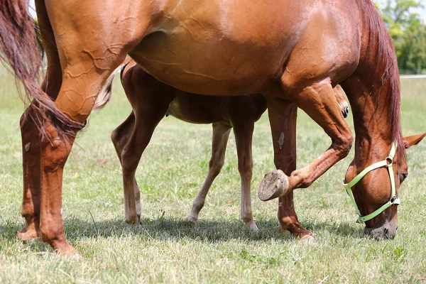 纯种母马和她几个星期大的毛茸茸的在夏季开花牧场田园诗般的图片 — 图库照片
