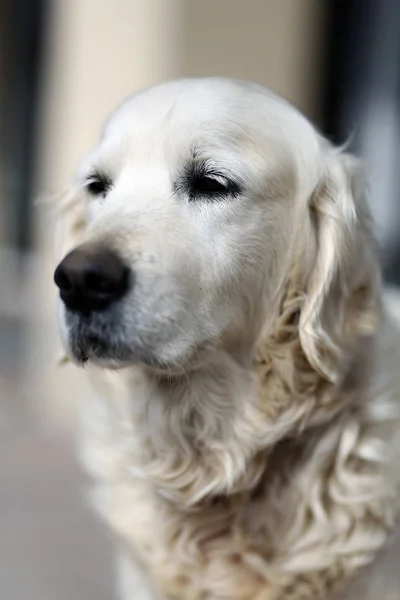 Viejo Perro Pedigrí Golden Retriever Mirando Sobre Fondo Natural —  Fotos de Stock