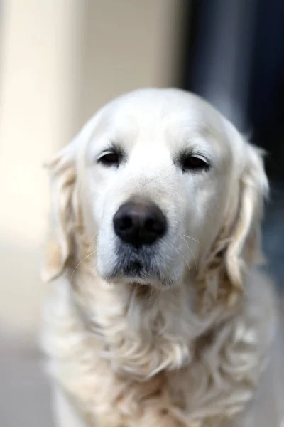 Velho Cão Pedigree Golden Retriever Olhando Contra Fundo Natural — Fotografia de Stock