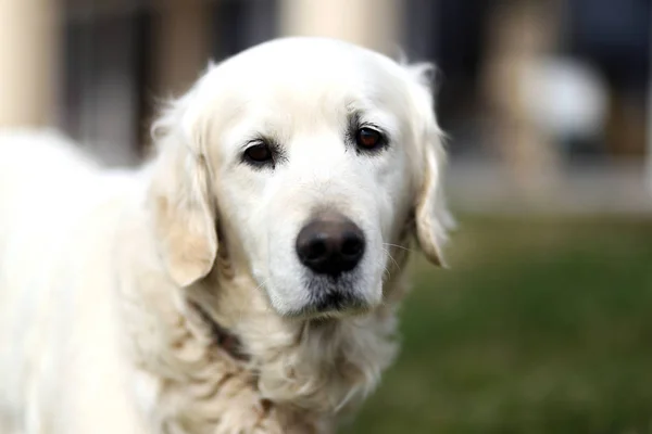 Retrato Closeup Puro Velho Golden Retriever Canino — Fotografia de Stock