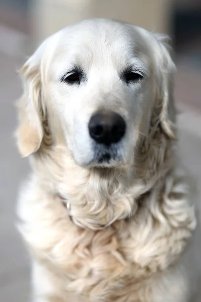 Retrato Closeup Puro Velho Golden Retriever Canino — Fotografia de Stock