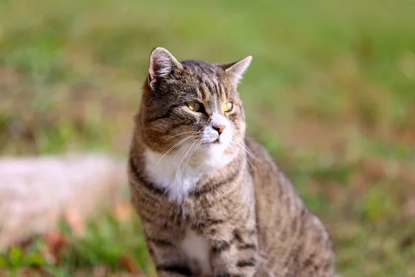 Cabeça Gato Bonito Cinza Adulto Tabby Closeup Doméstico Adorável Bonito — Fotografia de Stock