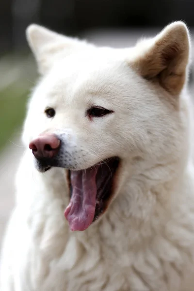 Открытом Воздухе Крупным Планом Портрет Японской Akita Inu Собака — стоковое фото