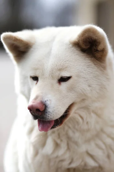 Utomhus Närbild Porträtt Japansk Akita Inu Hund — Stockfoto