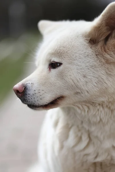 Kültéri Közelről Egy Japán Akita Inu Kutyák Portréja — Stock Fotó