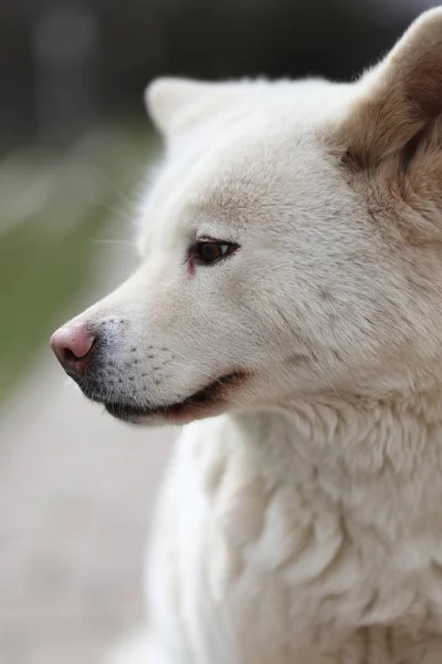 Открытом Воздухе Крупным Планом Портрет Японской Akita Inu Собака — стоковое фото