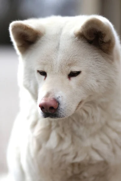 Открытом Воздухе Крупным Планом Портрет Японской Akita Inu Собака — стоковое фото