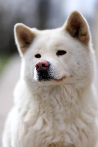 Открытом Воздухе Крупным Планом Портрет Японской Akita Inu Собака — стоковое фото