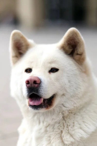 Huvud Skott Closup Ung Japansk Akita Inu Hund — Stockfoto
