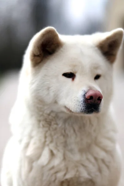 Cabeça Tiro Closup Jovem Japonês Akita Inu Cão — Fotografia de Stock