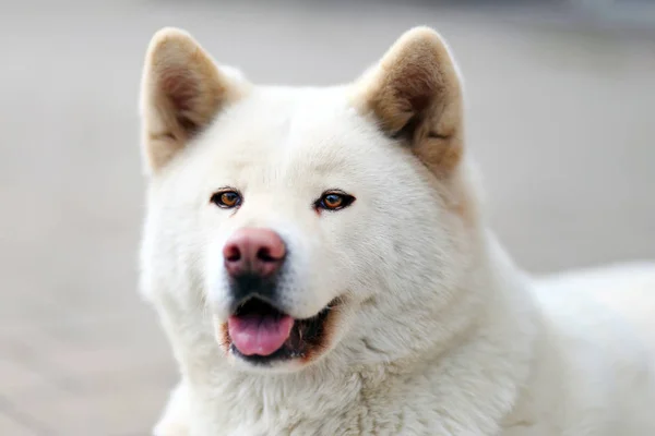 Fej Lövés Egy Fiatal Japán Akita Inu Kutyák Closup — Stock Fotó