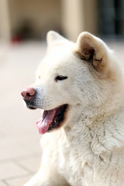 Cabeça Tiro Closup Jovem Japonês Akita Inu Cão — Fotografia de Stock