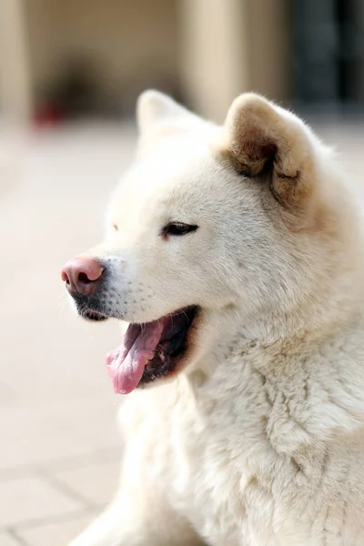 Fej Lövés Egy Fiatal Japán Akita Inu Kutyák Closup — Stock Fotó