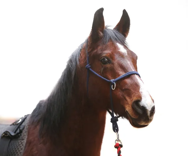 Foto Cabeza Hermoso Caballo Joven Sobre Fondo Blanco —  Fotos de Stock