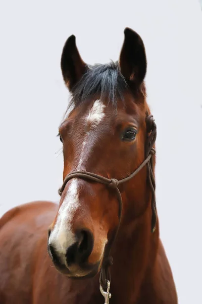 Uma Imagem Close Isolado Cavalo Raça Pura Contra Fundo Branco — Fotografia de Stock