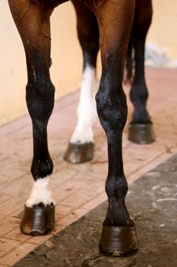Four beautiful hooves of a show jumper horse before the open air race. Healthy horse feet of a show jumper horse clipart