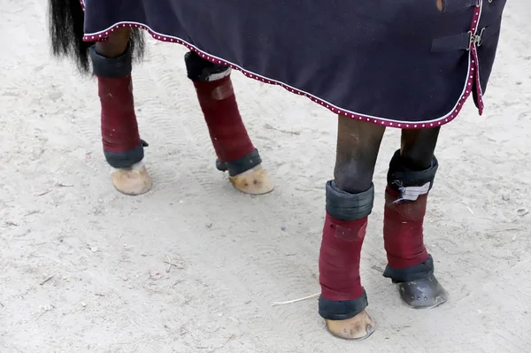 Quatro Belos Cascos Cavalo Show Jumper Antes Corrida Livre Pés — Fotografia de Stock