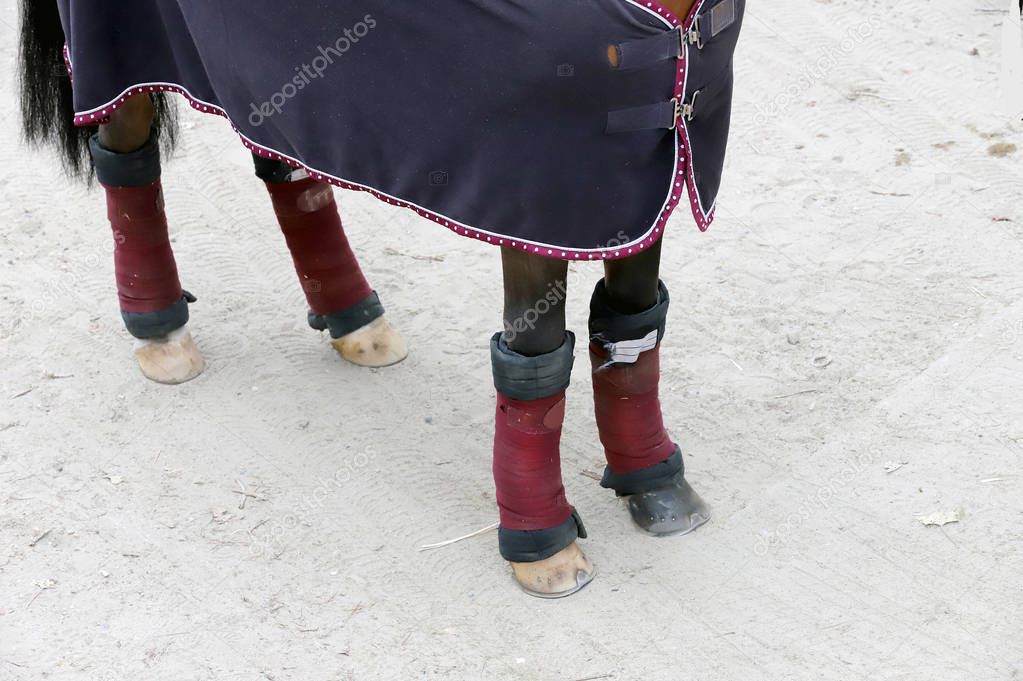 Four beautiful hooves of a show jumper horse before the open air race. Healthy horse feet of a show jumper horse