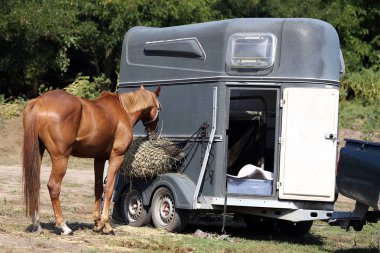 Horse trailer parked near racetrack clipart