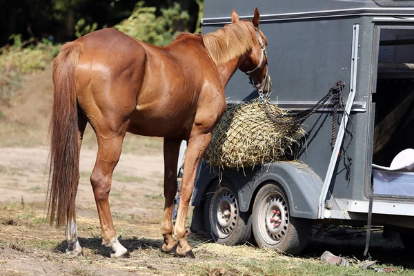 Horse trailer parked near racetrack