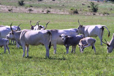 Grup Macar bozkır sığır. Avrupa nadir doğurmak sığır Büyük boynuzlu