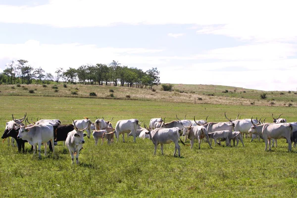 ハンガリー草原の牛のグループ 大きな角を持つ牛の珍しい欧州品種 — ストック写真