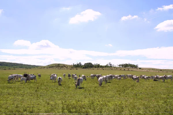 ハンガリー草原の牛のグループ 大きな角を持つ牛の珍しい欧州品種 — ストック写真