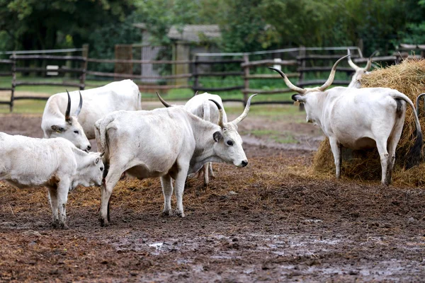 Rebanho Gado Cinzento Húngaro Prado Fazenda Animal Rural Raça Europeia — Fotografia de Stock