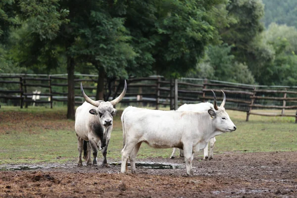Herde Ungarischer Grauer Rinder Auf Einer Weide Auf Einem Bauernhof — Stockfoto