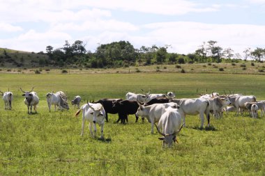 Grup Macar bozkır sığır. Avrupa nadir doğurmak sığır Büyük boynuzlu