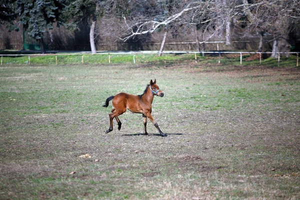 Bella Cavalla Purosangue Puledro Pascolo Giocare Insieme Fattoria Equestre Rurale — Foto Stock