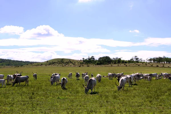 Gruppo Bestiame Steppa Ungherese Rara Razza Europea Bovini Con Grandi — Foto Stock