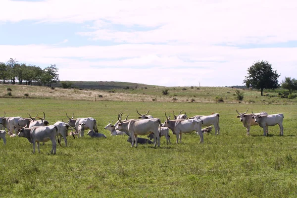 Gruppo Bestiame Steppa Ungherese Rara Razza Europea Bovini Con Grandi — Foto Stock