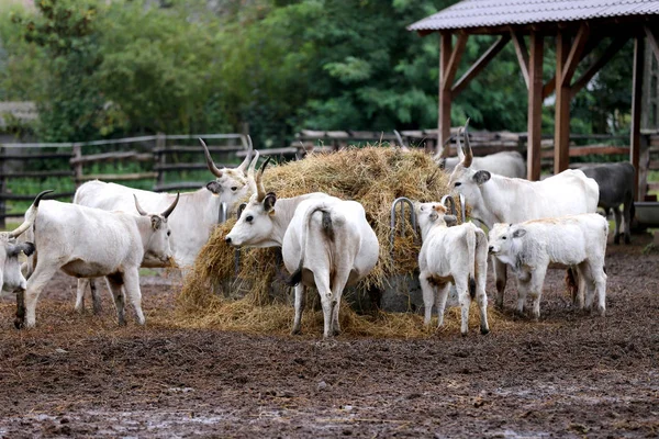 農村の動物農場の牧草地にハンガリーの灰色の牛の群れ 大きな角を持つ牛の珍しい欧州品種 — ストック写真