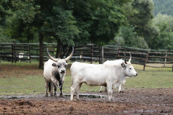 Rebaño Ganado Gris Húngaro Prado Una Granja Animales Rurales Rara — Foto de Stock