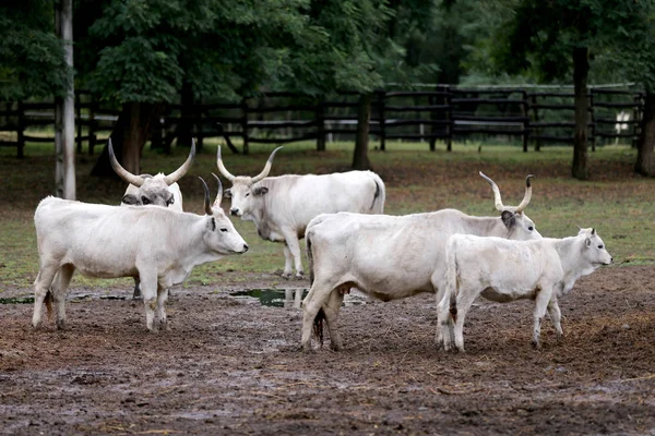 農村の動物農場の牧草地にハンガリーの灰色の牛の群れ 大きな角を持つ牛の珍しい欧州品種 — ストック写真