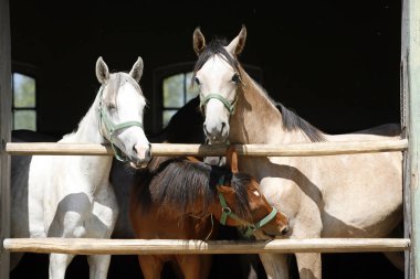 Güzel safkan istikrarlı kapı yaz aylarında ayakta foals