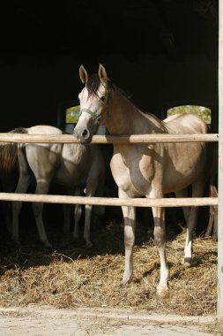 Güzel safkan istikrarlı kapı yaz aylarında ayakta foals