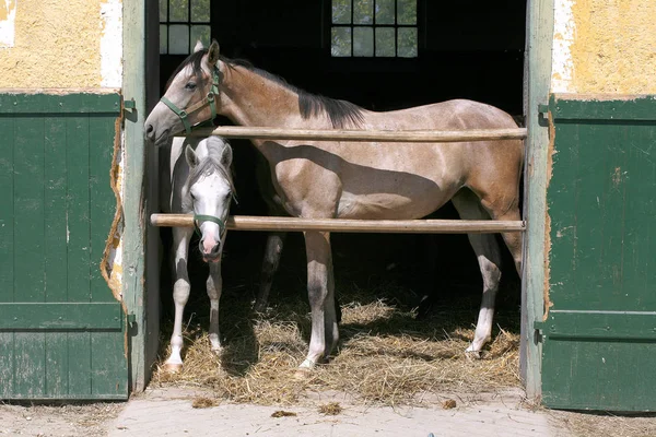 Nice thoroughbred foals standing in the stable door summertime