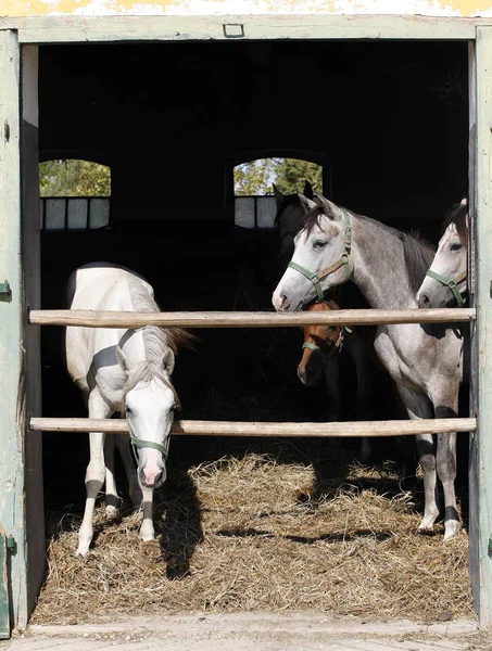 Schöne Vollblutfohlen, die im Sommer in der Stalltür stehen — Stockfoto