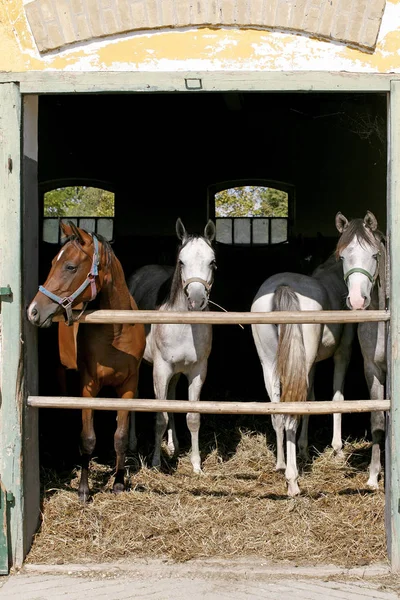 Schöne Vollblutfohlen, die im Sommer in der Stalltür stehen — Stockfoto