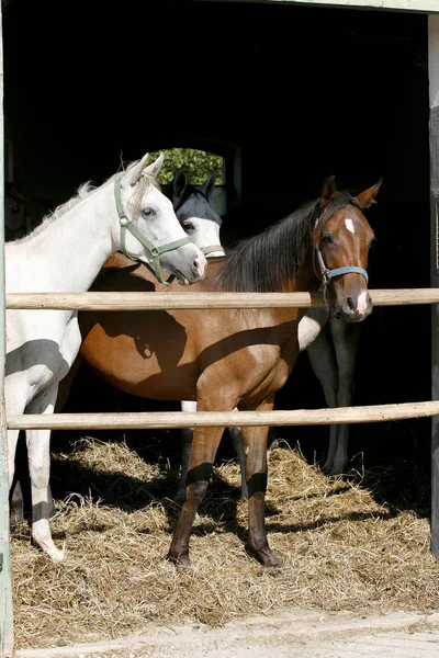 Nice thoroughbred foals standing in the stable door summertime